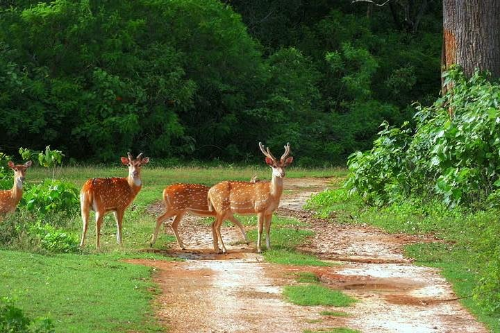 Yala Safari & Bundala Bird Watching Safari ( All Inclusive) From Mirissa - Photo 1 of 6